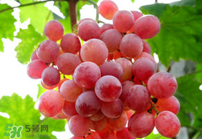 紅提變軟了還能吃嗎？紅提變軟是不是壞了？