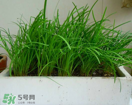 6月份能種韭菜嗎？ 6月份能種韭菜種子嗎？