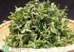 馬蜂菜孕婦可以吃嗎？孕婦能吃馬蜂菜嗎
