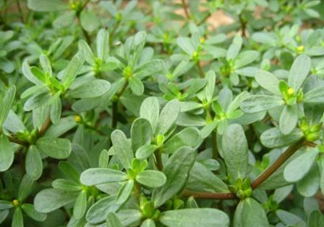 馬蜂菜治什么?。狂R蜂菜的功效與作用