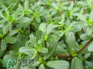 馬蜂菜跟什么相克？什么人不能吃馬蜂菜？