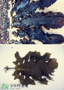 昆布是什么？昆布是海帶嗎