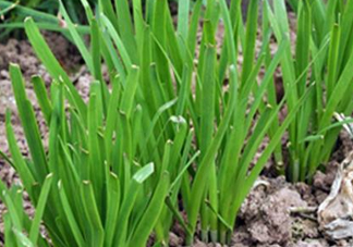 6月份能種韭菜嗎？ 6月份能種韭菜種子嗎？
