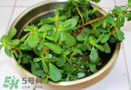 馬蜂菜怎么吃？馬蜂菜怎么做好吃