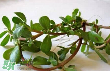 馬蜂菜跟什么相克？什么人不能吃馬蜂菜？