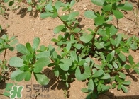 馬蜂菜治什么??？馬蜂菜的功效與作用