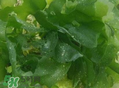 昆布是什么？昆布是海帶嗎