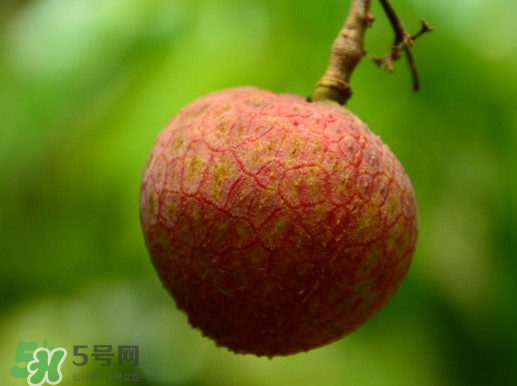增城哪里可以摘荔枝？增城哪里有荔枝摘