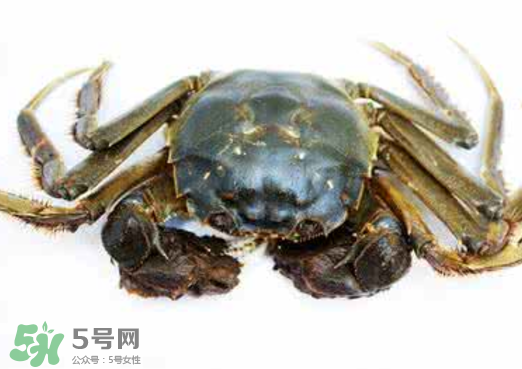 黃浦江邊為什么會(huì)出現(xiàn)大閘蟹？黃浦江岸邊驚現(xiàn)大閘蟹