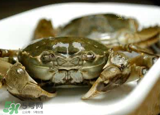 黃浦江邊為什么會(huì)出現(xiàn)大閘蟹？黃浦江岸邊驚現(xiàn)大閘蟹