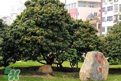 掛綠荔枝為什么這么出名？掛綠荔枝的由來(lái)和傳說(shuō)