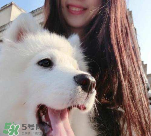 薩摩耶多少錢一只？小薩摩耶多少錢一只？