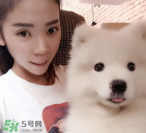 薩摩耶多少錢一只？小薩摩耶多少錢一只？