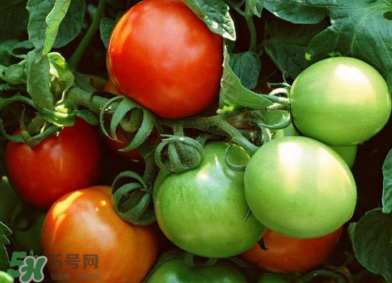 青西紅柿放紅了能吃嗎？青西紅柿放熟了能吃嗎？
