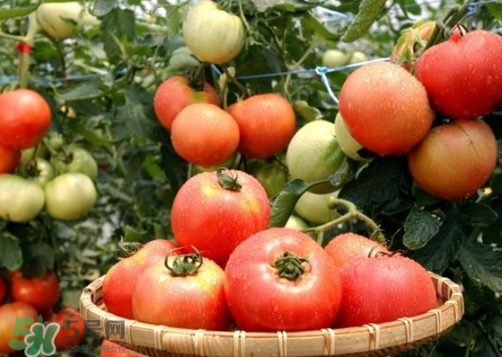青西紅柿放紅了能吃嗎？青西紅柿放熟了能吃嗎？