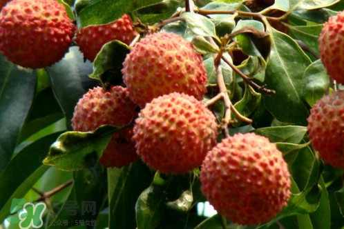 增城荔枝多少錢一斤？增城荔枝哪里的最好吃