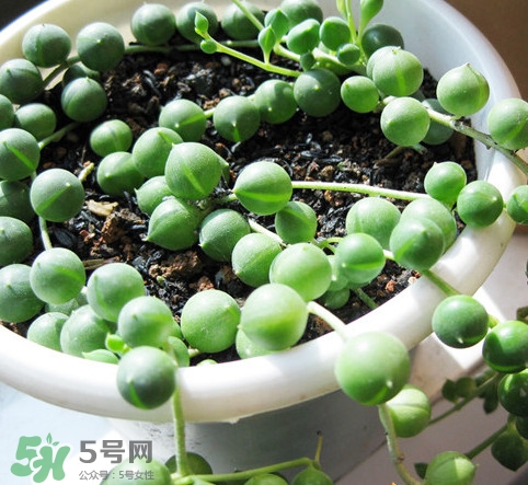 多肉植物能吃嗎？多肉植物哪些可以吃