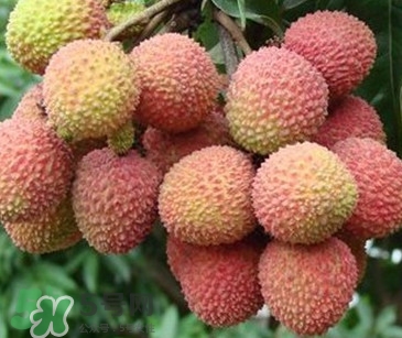 增城掛綠荔枝最貴多少錢？掛綠荔枝和普通荔枝有什么區(qū)別
