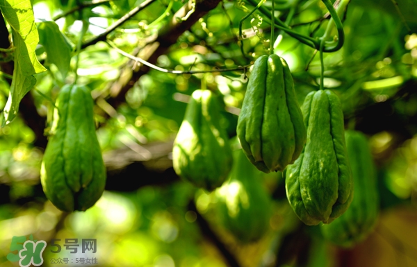佛手瓜是涼性還是熱性？佛手瓜是什么樣子？