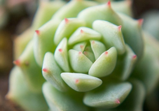 多肉植物能吃嗎？多肉植物哪些可以吃