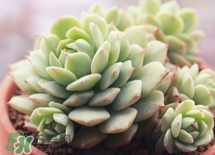 多肉植物能吃嗎？多肉植物哪些可以吃