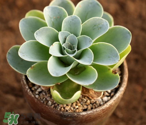 多肉植物怎么養(yǎng)？多肉植物多久澆一次水