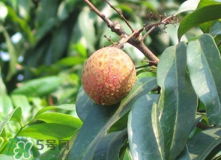 增城掛綠荔枝最貴多少錢？掛綠荔枝和普通荔枝有什么區(qū)別