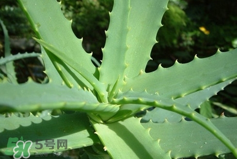 多肉植物能吃嗎？多肉植物哪些可以吃