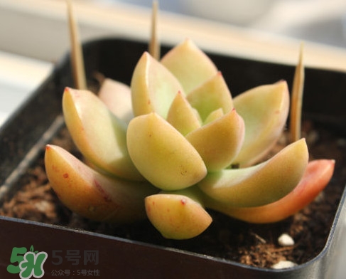 多肉植物能吃嗎？多肉植物哪些可以吃