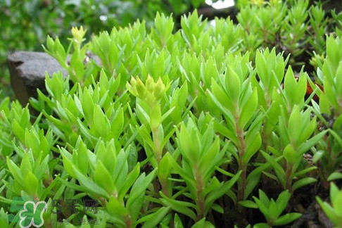 多肉植物能吃嗎？多肉植物哪些可以吃