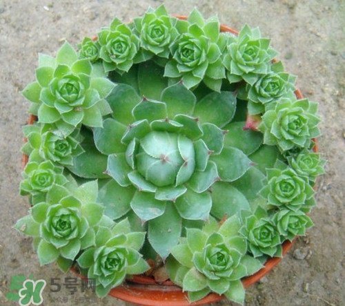 多肉植物能吃嗎？多肉植物哪些可以吃