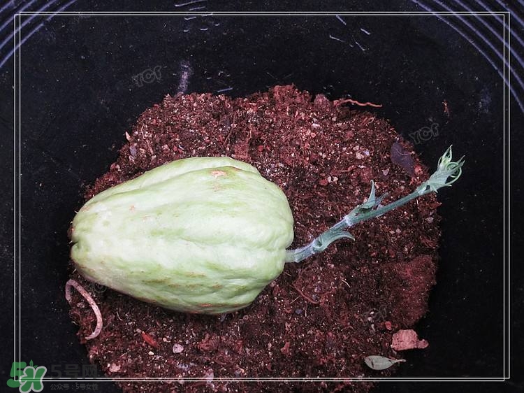 佛手瓜發(fā)芽了可以吃嗎？佛手瓜怎么吃？