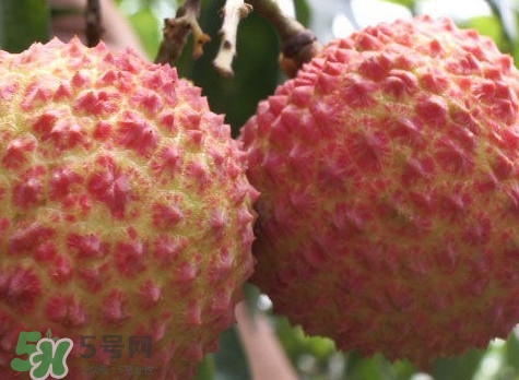 增城哪里可以摘荔枝？增城哪里有荔枝摘
