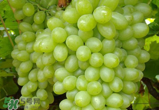 青提是轉(zhuǎn)基因嗎？青提怎么挑？