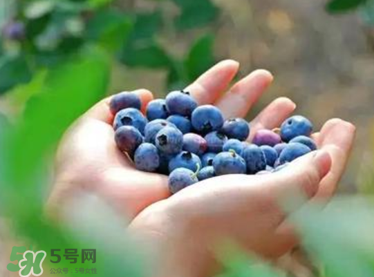 藍(lán)莓和楊梅能一起吃嗎？藍(lán)莓和楊梅可以一起泡酒嗎？