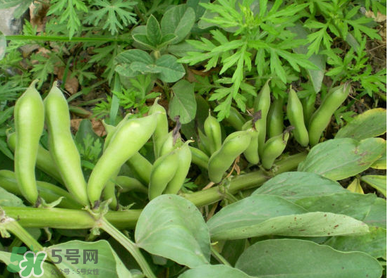 夏天可以種什么蔬菜？夏天適合種什么蔬菜？