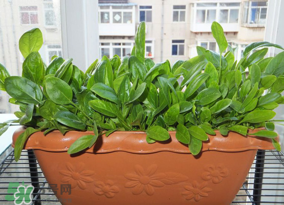 夏天可以種什么蔬菜？夏天適合種什么蔬菜？