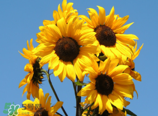 夏天可以種向日葵嗎？向日葵夏天能種嗎？