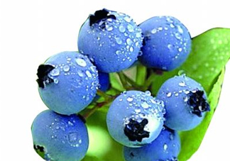 藍莓和楊梅能一起吃嗎？藍莓和楊梅可以一起泡酒嗎？