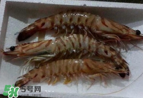 竹節(jié)蝦多少錢一斤？2017竹節(jié)蝦價格