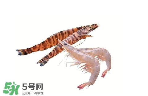 竹節(jié)蝦多少錢一斤？2017竹節(jié)蝦價格