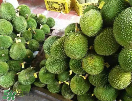 托曼尼榴蓮多少錢？托曼尼榴蓮是哪里的？