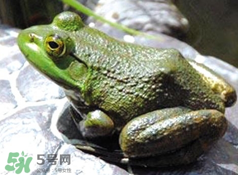 牛蛙是田雞嗎？牛蛙是蟾蜍嗎
