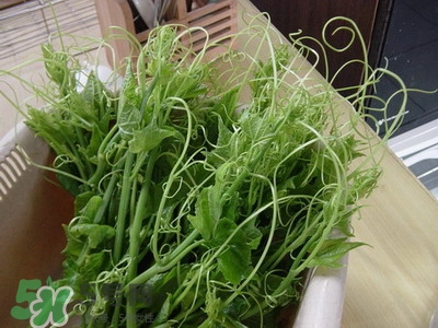 龍須菜是什么菜？龍須菜怎么吃？