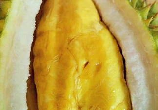 甲倫榴蓮幾月份成熟？泰國(guó)甲倫榴蓮多少錢一個(gè)？