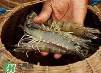 竹節(jié)蝦多少錢一斤？2017竹節(jié)蝦價格