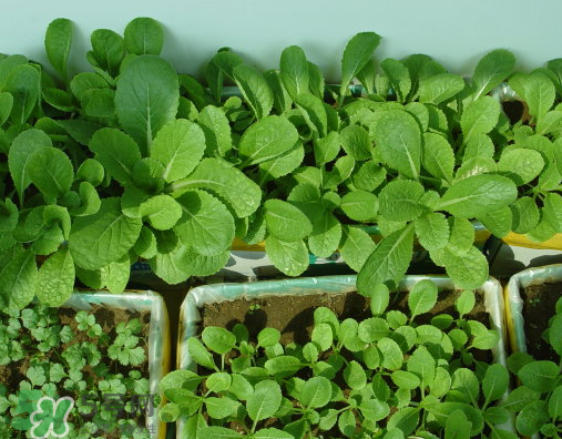 八月份可以種什么菜？八月份適合種植的蔬菜