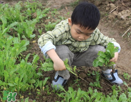 八月份可以種什么菜？八月份適合種植的蔬菜