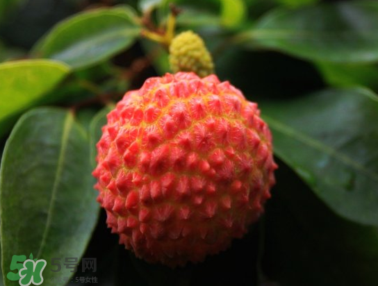 8月份還有荔枝嗎？荔枝幾月份下市？