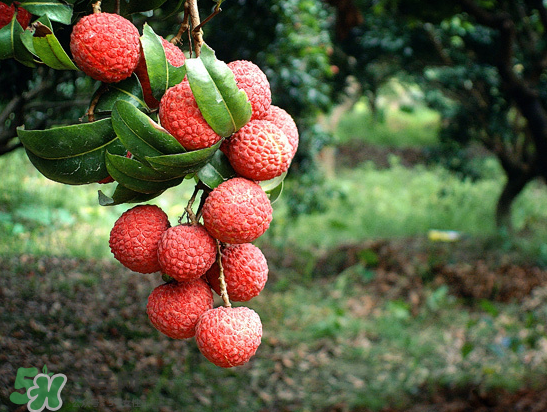8月份還有荔枝嗎？荔枝幾月份下市？